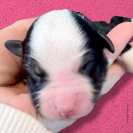 PHOEBE - Black Tri Female - Black tri-color female Australian Shepherd puppy in Gainesville, Texas from Lady Luck Aussies