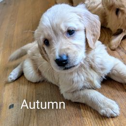 Autumn - Light golden female Golden Retriever puppy in Pamplin, Virginia from Hope & Joy Acres
