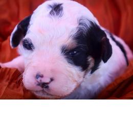Joseph - Black and white male Bernedoodle puppy in Hays, Kansas from Pine Street doodles