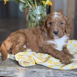 Strawberry - Red female Bernedoodle puppy in Lancaster, Minnesota from Richardville Hunde