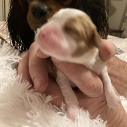 Cavalier King Charles Spaniel Puppies from Mystic Cavaliers & Cavapoos
