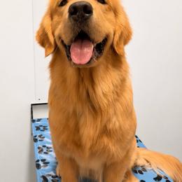 Ollie - Golden Retriever