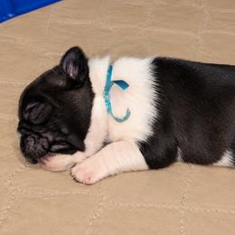 French Bulldog puppies from Pleasant Valley French Bulldogs