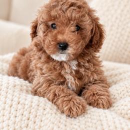 Alice - Brown female Poodle puppy in Aurora, Oregon from Divine Poodles