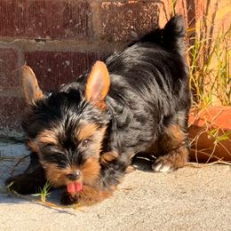 Black collar - Black and tan male Yorkshire Terrier puppy in Dallas, North Carolina from Yorkie Fever