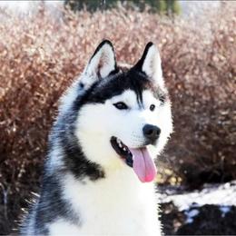 Nick - Siberian Husky