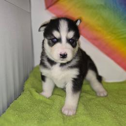 Ruby - Black and white female Siberian Husky puppy in Kansas City, Missouri from Anuun's Huskies