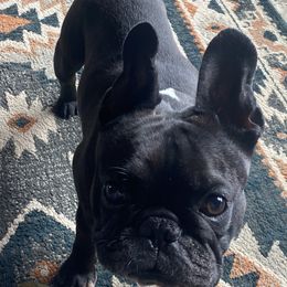 Yuri - French Bulldog