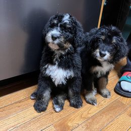 Bernedoodle Puppies from A MAYSING Bernedoodles