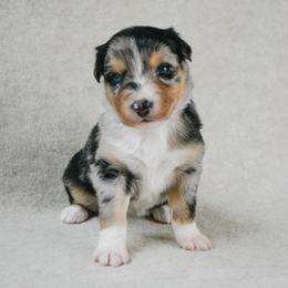 Rodeo - Blue merle female Australian Shepherd puppy in Aberdeen, North Carolina from Huckleberry Hill Aussies LLC.