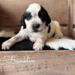 Franklin - Black and white male English Springer Spaniel puppy in Uvalda, Georgia from Willow Creek Farms