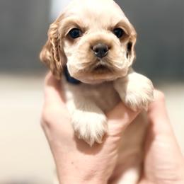 Sparkle - Red roan female Cocker Spaniel puppy in Buford, Georgia from Opalina Cocker Spaniels