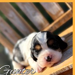 Gunter - Tri-color male Cavalier King Charles Spaniel puppy in Clinton, Oklahoma from Enchanted Spaniels