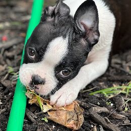 Boston Terrier Puppies from Bethelbreeders