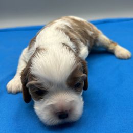 Milo - Blenheim male Cavalier King Charles Spaniel puppy in Burke, New York from Patti’s Puppies