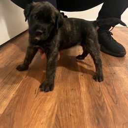 Mastiff Puppies from FrontlineK9 Boarding & Training LLC