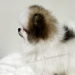 Pomeranians from Pixie Dust Pomeranians