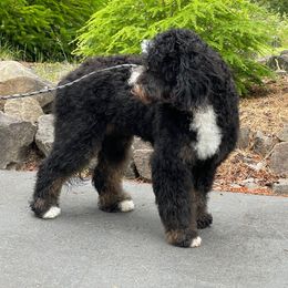 Rainy - Bernedoodle