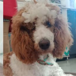 Daisy - Poodle