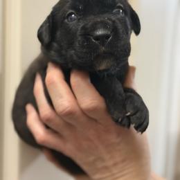 Girl 5 - Black brindle female Cane Corso puppy in Sandia, Texas from OneTime Cane Corso