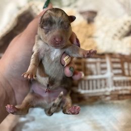 Ikaikoa - Cream male Companion Cross puppy in Willow Spring, North Carolina from GTBBF Pomeranians