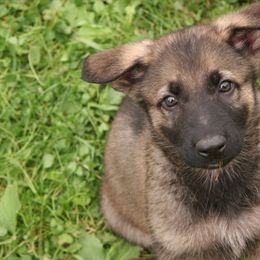Shiloh Shepherd Puppies from Solace Shilohs