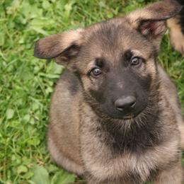 Shiloh Shepherd Puppies from Solace Shilohs