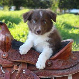 Bulleit - White and red male Border Collie puppy in Kalispell, Montana from Last Call Border Collies