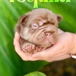 Tequila (Yellow) - Liver female French Bulldog puppy in Jefferson City, Missouri from Central Frenchie Haven