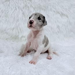 Mike - Merle male Great Dane puppy in Montgomery, Texas from KD Sweet Southern Danes