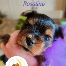 Rosaline aka Rosie - Black and tan female Yorkshire Terrier puppy in Moses Lake, Washington from Harmony Hills Yorkies