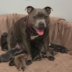 Kona - Staffordshire Bull Terrier
