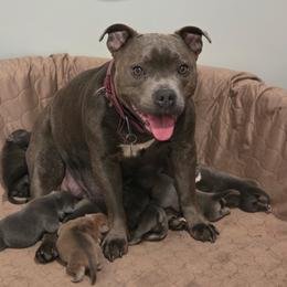 Kona - Staffordshire Bull Terrier