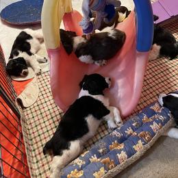 English Springer Spaniel Puppies from Carol Jansen's Cascadian Springer Spaniels