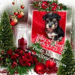 Toby M Morkie - White and tan male Maltese puppy in Silverhill, Alabama from Malteseuluv’s Tiny Treasurers