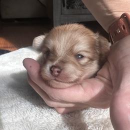 Teddy2 - Red male Pomeranian puppy in Garvin, Oklahoma from Hochatown Awesome Aussies