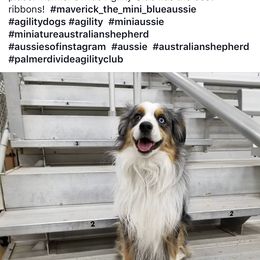 Miniature Australian Shepherd All Grown Up from J and B Mini Aussies