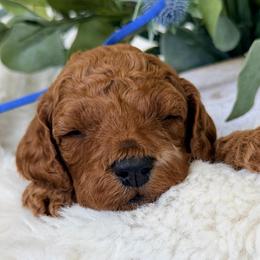 Grady - Red and white male Cockapoo puppy in Preston, Idaho from Rocking JH Pup Co