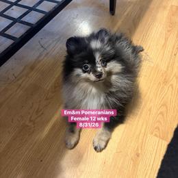 Merle one blue eye 3700 pet only - Blue merle female Pomeranian puppy in Kentucky from Em&M Pomeranians