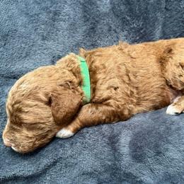 Big Ben, Green Collar - Parti male Goldendoodle puppy in Valley Center, Kansas from The Goldendoodle Gal