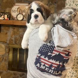 Saint Bernard Puppies from St Bernard Kingdom, LLC