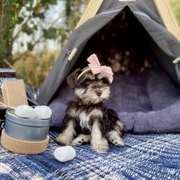 Miniature Schnauzer Puppies from Schnauzers on Robinson Lane