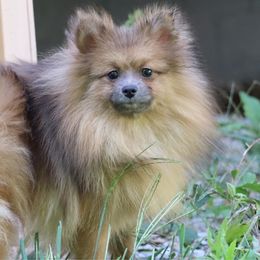 Posie - Pomeranian