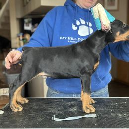 Doberman Pinscher Puppies from Day Hill Dobermans