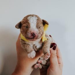 Yellow - f - Red  female Goldendoodle puppy in Ruthorfordton, North Carolina from Duncan Doodles Goldendoodles