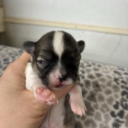 George - Black sabled fawn male Chihuahua puppy in Westport, New York from Chantilly chihuahuas
