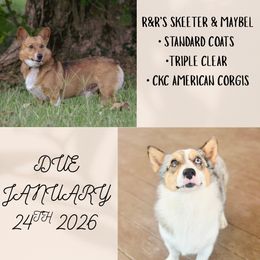 American Corgi puppies from Ingram's Corgis