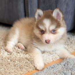 Bosco -Male blue eyes - Chocolate male Pomsky puppy in Hurleyville, New York from My Crazy Pomskys