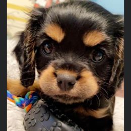 Cavalier King Charles Spaniel Puppies from Carter Woods Cavaliers
