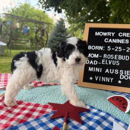 Vinny - Black and white male Aussiedoodle puppy in Hopkins, Missouri from Mowry Creek Mini Aussiedoodles and More